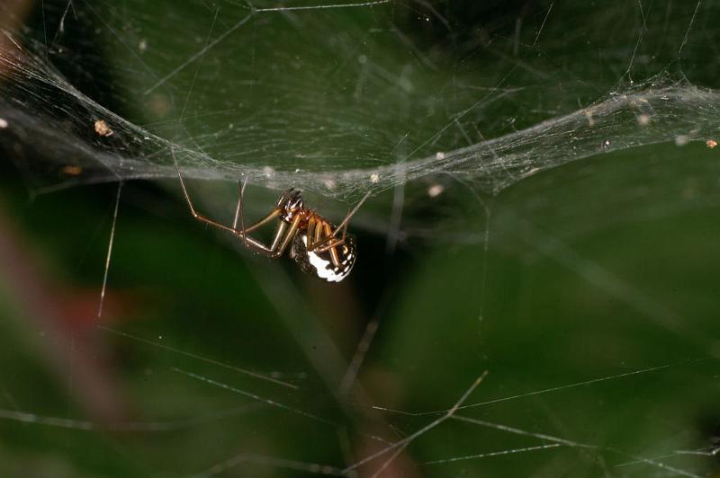 Frontinellina_frutetorum_D4955_Z_82_Les Gris_Frankrijk.jpg